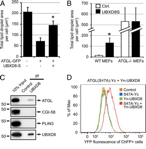 Figure 4 From Spatial Regulation Of UBXD8 And P97 VCP Controls ATGL