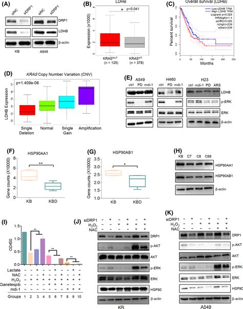 Drp1‐regulated Genes And Pathways A Western Blot Analysis Of Ldhb