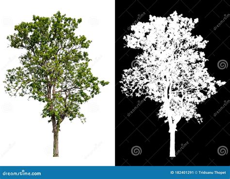 Isolerat Enstaka Träd På Vit Bakgrund Med Urklippsbana Fotografering