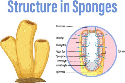 Diagram showing structure in sponges 6581732 Vector Art at Vecteezy