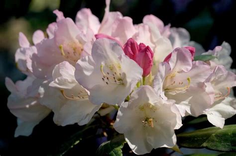 Arbusto Floreciente Del Rododendro Foto Premium