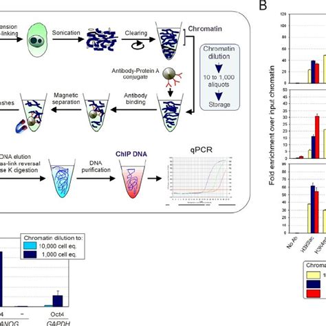 The Chromatin Immunoprecipitation Chip Assay Download Scientific