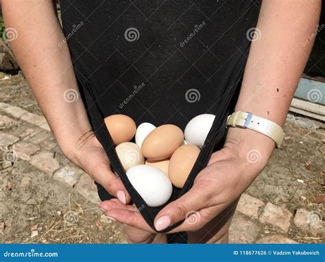 The Woman Is Holding Fresh Chicken Eggs From Under Layers In The