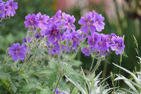 Flowers Of Purple Cranesbill Geranium Magnificum Plant In Garden Stock