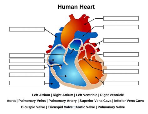 Human Heart Worksheet Worksheetfun Heart Lesson Plan Heart Lesson