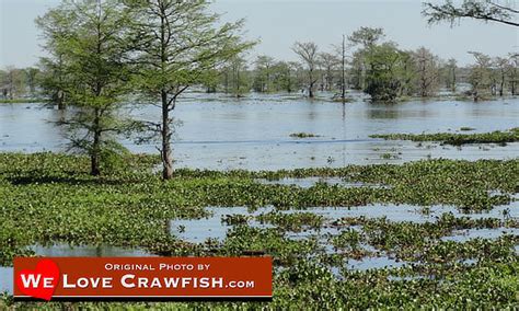 The Crawfish Production In Louisiana Crawfish Industry Growing