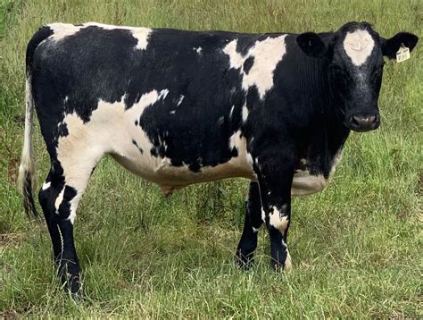 Shorthorn Plus Chester Shorthorns
