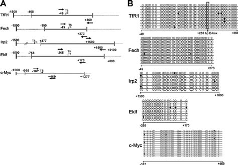 Bioinformatic Analysis And Bisulfite Sequencing Of Cpg Islands A