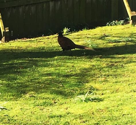 Wildlife in the garden | Alnmouth Cottages