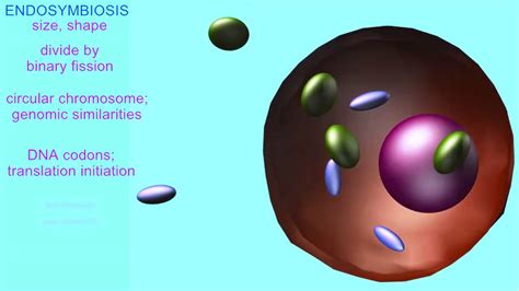 Endosymbiotic Origin Of Mitochondria And Chloroplasts Youtube