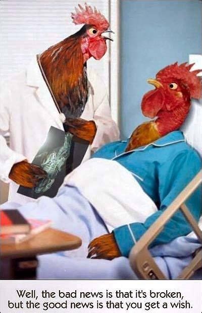 110 Chicken Humor Ideas Chicken Humor Humor Bones Funny