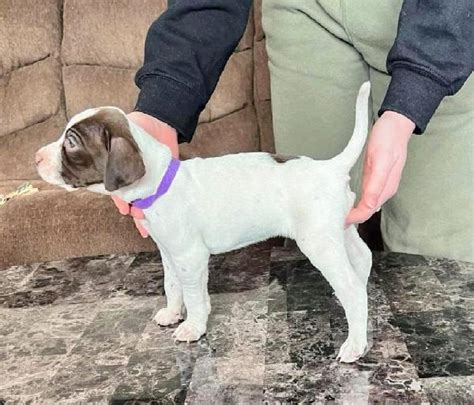 ENGLISH POINTER PUPPIES