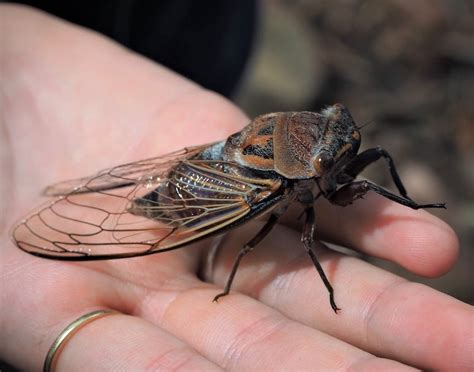 Cicada Bug Swarm