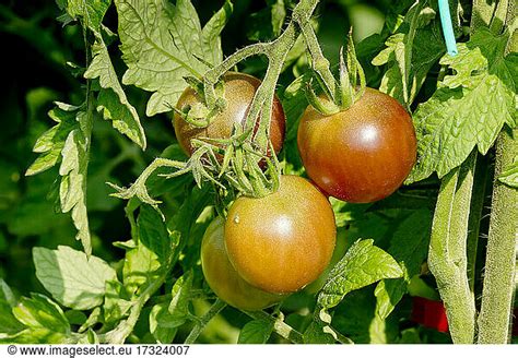 Tomate Cerise Black Cherry Tomate Cerise Black Cherry Lycopersicon