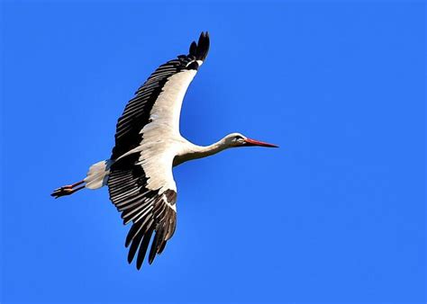 The White Stork Ciconia Ciconia Large Elegant And Majestic