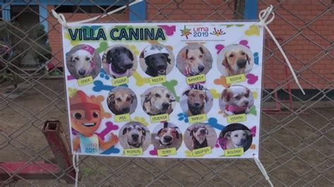 Fofuras Do Pan Cachorros Ganham Credenciais Na Vila E Esperam