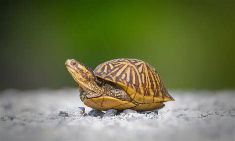 Meet The 10 Cutest Turtles In The World Az Animals