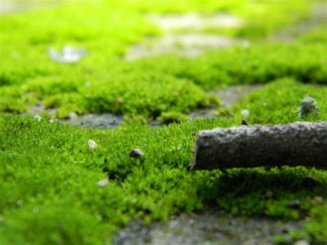 Fotos Gratis Césped Planta Prado Hoja Flor Musgo Verde Suelo Jardín Arbusto Piso