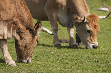 Beef Cow Synchronization Protocols The Effective Strategy To Improve