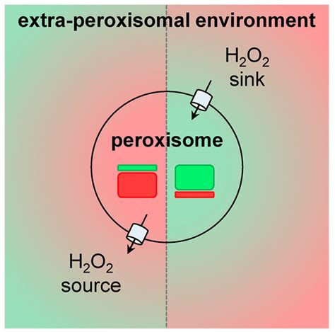 Peroxisomal Hydrogen Peroxide H2o2 Metabolism And Its Potential Download Scientific Diagram