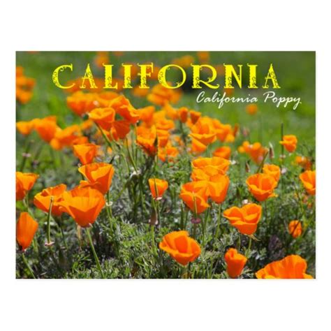 California State Flower: California Poppy Postcard | Zazzle.com