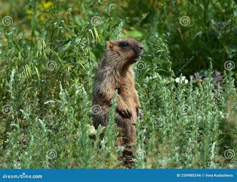 Marmot in a Meadow in the Steppe Stock Photo - Image of charm, brown ...