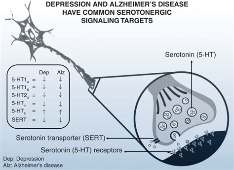 Figure 3 The Serotonergic System Is Similarly Altered In Both