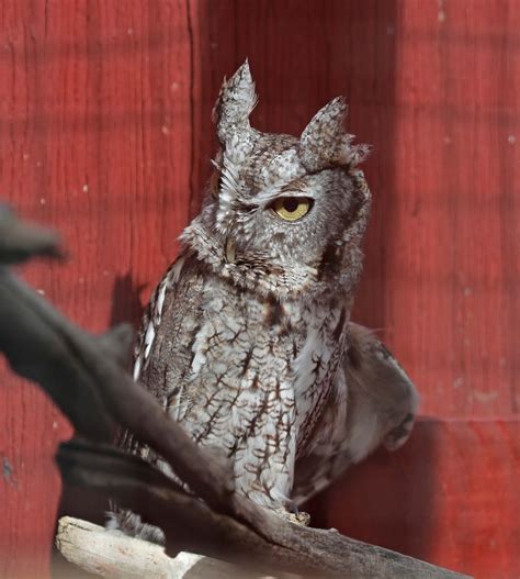 Pictures and information on Eastern Screech Owl