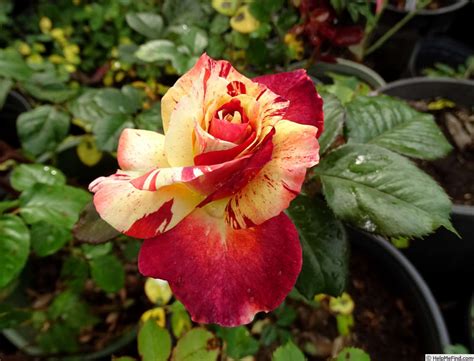 Tropical Lightning Rose