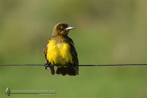 Aves del Nea Pecho amarillo común Brown and yellow Marshbird