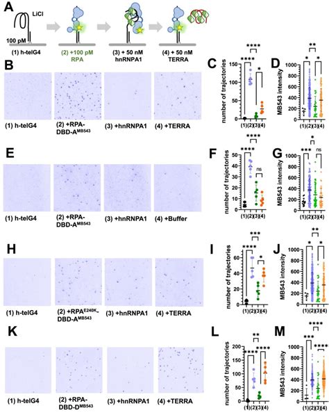 Human hnRNPA1 reorganizes telomere-bound replication protein A - PMC 