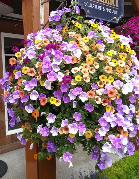 Petunia Hanging Basket Petunia Hanging Baskets Container Gardening