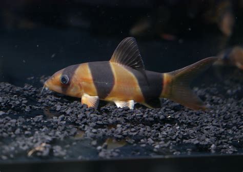 Clown Loach – MoonlightAquatics