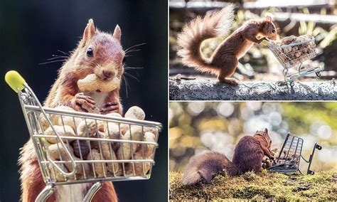 Craig Doogan Snaps Red Squirrel Pushing Tiny Supermarket Trolley