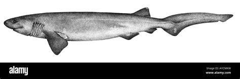 Bluntnose Sixgill Shark, Cow Shark (Hexanchus griseus), drawing Stock ...