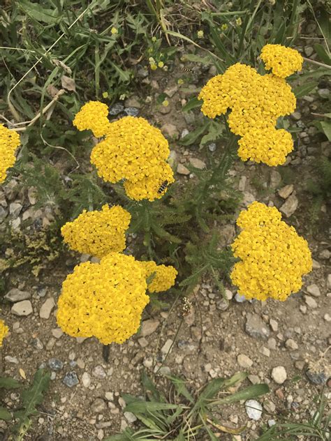 Some Yellow Flowers Are Growing In The Dirt