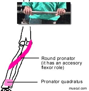 Supinator And Pronator Muscles Of The Arm Muscul