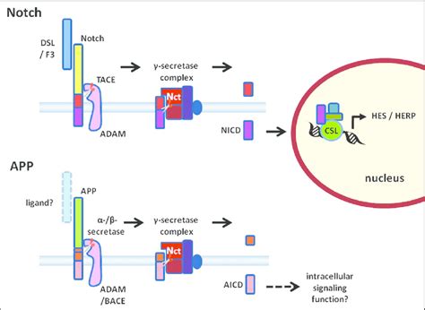 A Schematic Diagram Of Ligand‑dependent G‑secretase Cleavage Of Notch