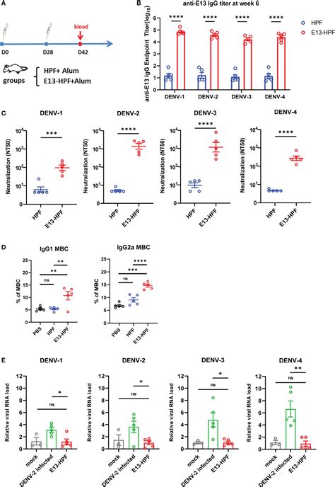 Frontiers A Tetravalent Nanoparticle Vaccine Elicits A Balanced And