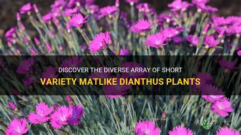 Discover The Diverse Array Of Short Variety Matlike Dianthus Plants