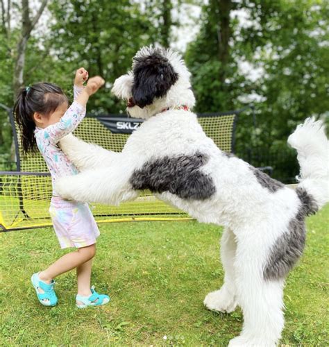 Bernedoodle For Sale Home Trained Bernedoodles