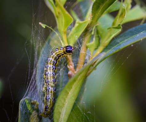 What Is A Box Tree Moth Discover The Damage Box Moths