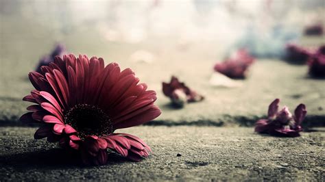 Red Flower, HD Flowers, 4k Wallpapers, Images, Backgrounds, Photos and ...