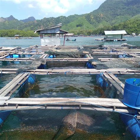 Kampung Kerapu Situbondo Budidaya Ikan Edukasi Hingga Wisata Kuliner