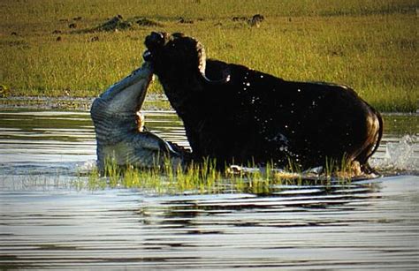 Giant Otter vs Dwarf Crocodile | The World of Animals