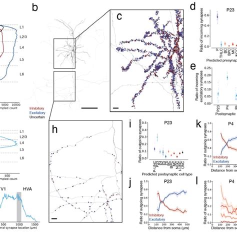 Quantitative Analysis Of Pre And Post Synaptic Partner Cell Type