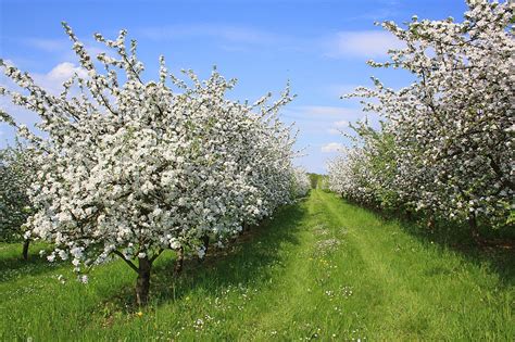 orchard planting   start