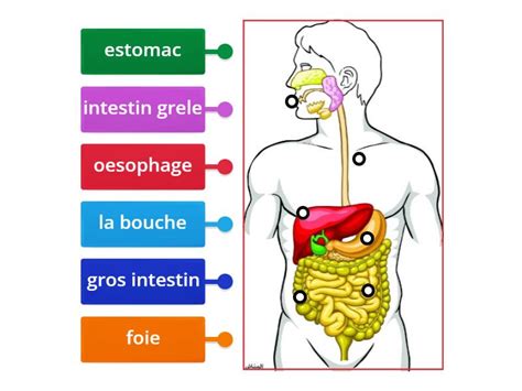 L Appareil Digestif Labelled Diagram