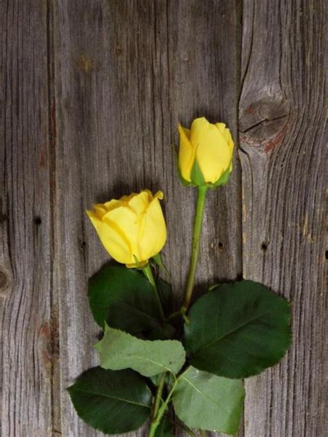 Wholesale Bikini Yellow Roses Delivered Online FlowerFarm