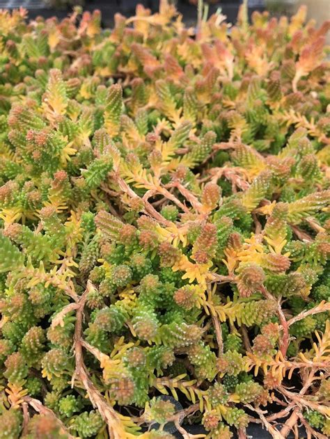 Tasteless Stonecrop Sedum Sexangulare Utah In The Sedums Database